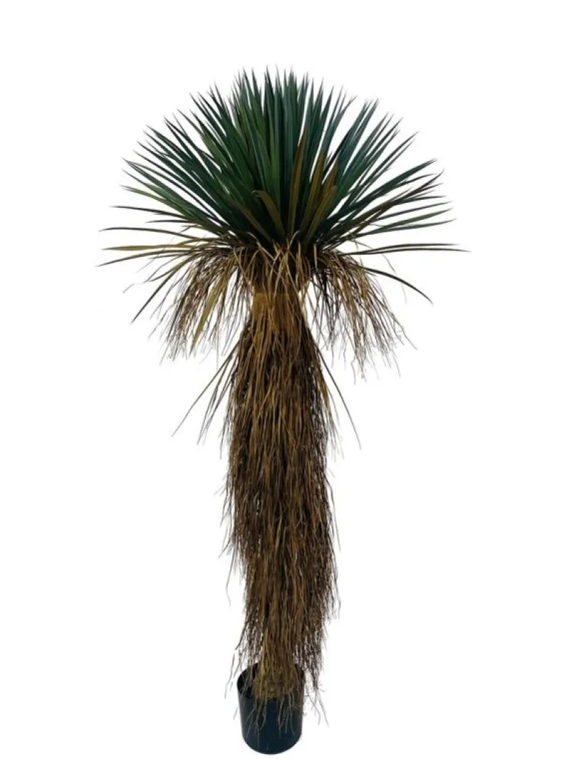 Clearance Bizzotto PIANTA YUKKA ROSTATA C-VASO H180