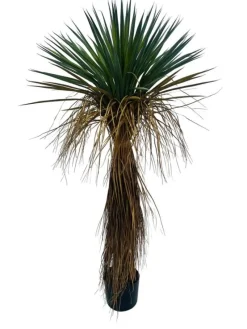 Discount Bizzotto PIANTA YUKKA ROSTATA C-VASO H120