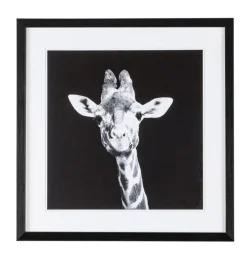 Hot Bizzotto QUADRO C-C EVIDENCE 107 49X49