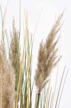 Sale Bizzotto RAMO GYNERIUM PAMPAS H100