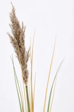 New Bizzotto RAMO GYNERIUM PAMPAS H110