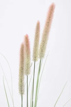 Sale Bizzotto RAMO PENNISETUM H120
