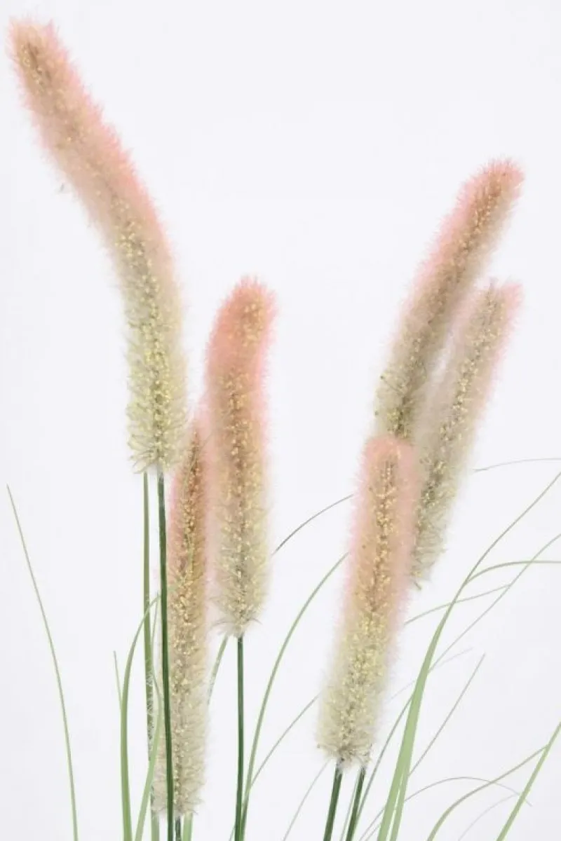 Discount Bizzotto RAMO PENNISETUM H150