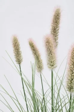 New Bizzotto RAMO PENNISETUM H60